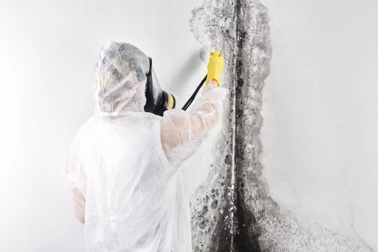 mold removal Beverly Hills